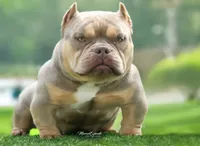 Karol G, a female American Bully for sale in Hammonton, NJ – 3 of 3