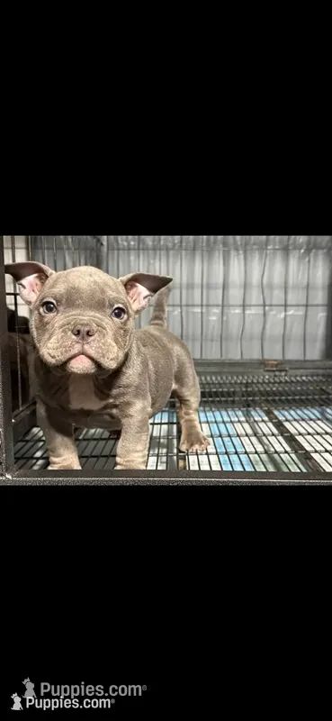 Joy – American Bully puppy for sale in Hammonton, NJ