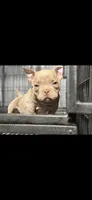 Laila , a female American Bully for sale in Hammonton, NJ – 2 of 2