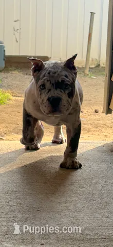 One  – American Bulldog puppy for sale in Hammonton, NJ