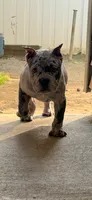 Caliber, a male American Bulldog for sale in Hammonton, NJ – 3 of 8