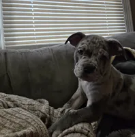 One , a male American Bulldog for sale in Hammonton, NJ – 4 of 9