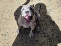 Caliber, a male American Bulldog for sale in Hammonton, NJ – 4 of 8
