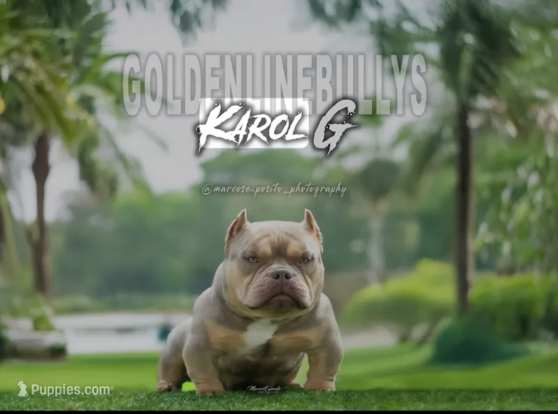 Karol G – American Bully puppy for sale in Hammonton, NJ