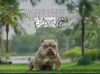 Karol G, a female American Bully for sale in Hammonton, NJ – 1 of 3