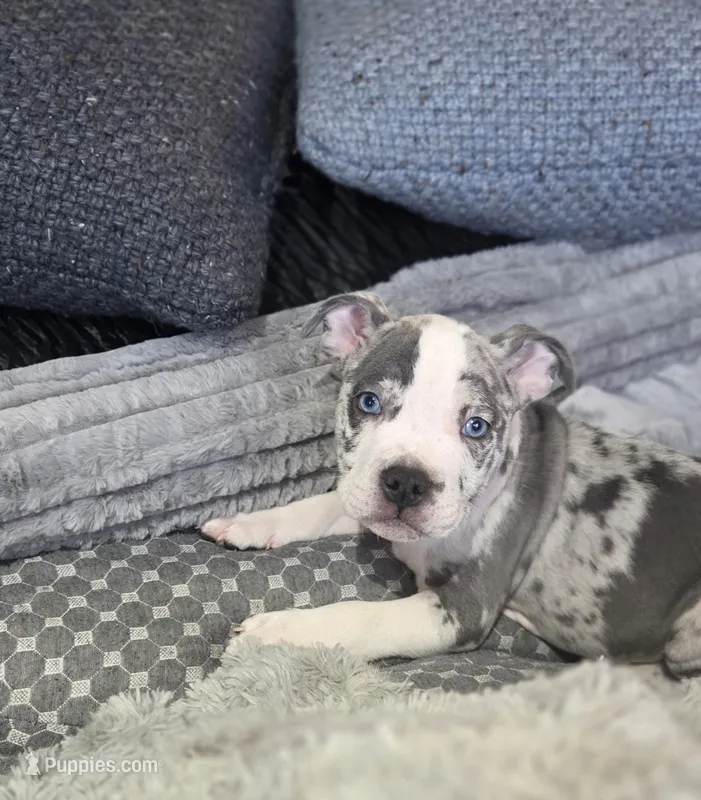 Three – American Bulldog puppy for sale in Hammonton, NJ