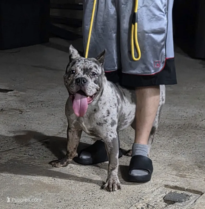 Caliber, a male American Bulldog for sale in Hammonton, NJ – 1 of 8