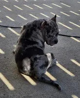 Caliber, a male American Bulldog for sale in Hammonton, NJ – 5 of 8
