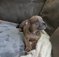 Four, a male American Bulldog for sale in Hammonton, NJ – 5 of 6