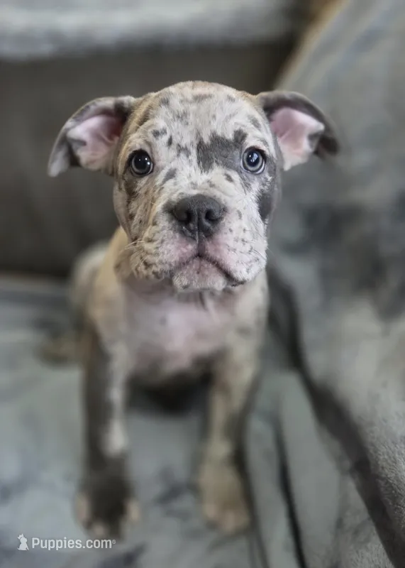 One  – American Bulldog puppy for sale in Hammonton, NJ