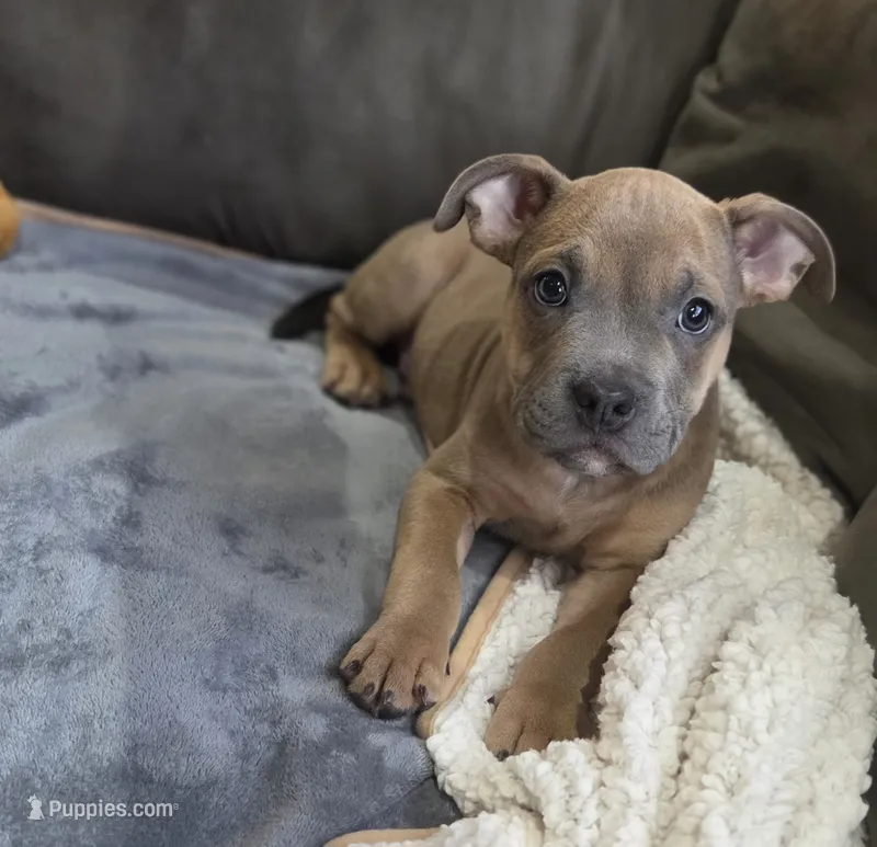 Four – American Bulldog puppy for sale in Hammonton, NJ