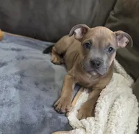 Four, a male American Bulldog for sale in Hammonton, NJ – 1 of 6