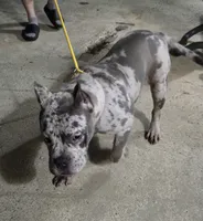 Caliber, a male American Bulldog for sale in Hammonton, NJ – 2 of 8