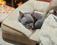 Joy, a female American Bully for sale in Hammonton, NJ – 4 of 4