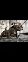 Alien, a male American Bully for sale in Hammonton, NJ – 2 of 2