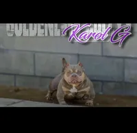Karol G, a female American Bully for sale in Hammonton, NJ – 2 of 3