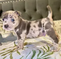 Two, a male American Bulldog for sale in Hammonton, NJ – Photo 1 of 2