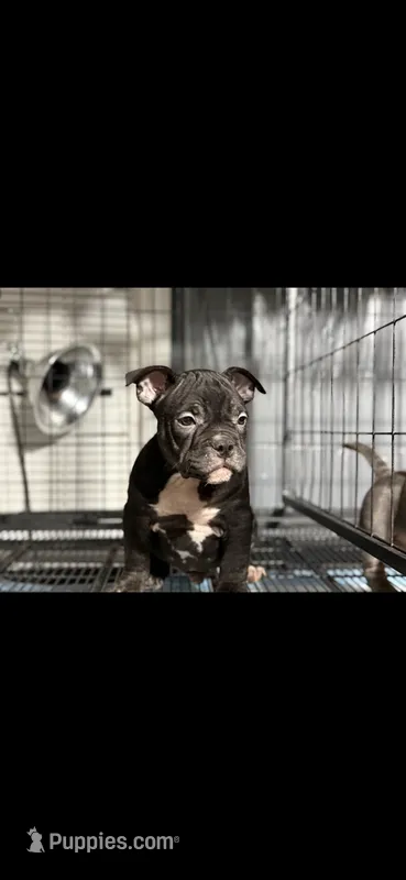 Diddy – American Bully puppy for sale in Hammonton, NJ