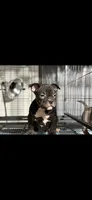 Diddy, a male American Bully for sale in Hammonton, NJ – 1 of 2
