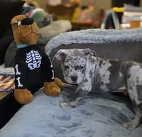 One , a male American Bulldog for sale in Hammonton, NJ – 3 of 9