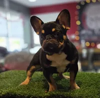 Armani, a male French Bulldog for sale in Hammonton, NJ – Photo 1 of 4
