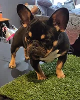Armani, a male French Bulldog for sale in Hammonton, NJ – Photo 4 of 4