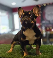 Armani, a male French Bulldog for sale in Hammonton, NJ – Photo 2 of 4