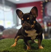 Armani, a male French Bulldog for sale in Hammonton, NJ – Photo 3 of 4