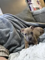 Four, a male American Bulldog for sale in Hammonton, NJ – 4 of 6