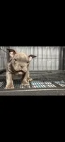 Joy, a female American Bully for sale in Hammonton, NJ – 2 of 4