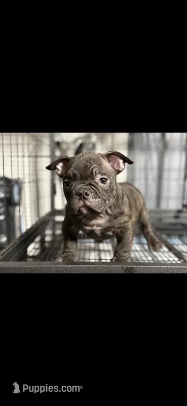 Alien – American Bully puppy for sale in Hammonton, NJ