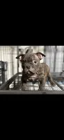 Alien, a male American Bully for sale in Hammonton, NJ – 1 of 2