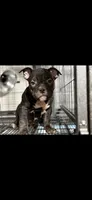 Diddy, a male American Bully for sale in Hammonton, NJ – 2 of 2