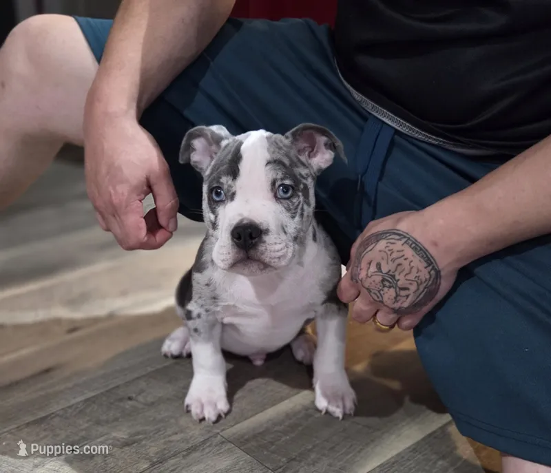 Three – American Bulldog puppy for sale in Hammonton, NJ