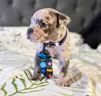 One , a male American Bulldog for sale in Hammonton, NJ – Photo 3 of 4