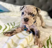 One , a male American Bulldog for sale in Hammonton, NJ – Photo 4 of 4