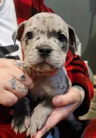 One , a male American Bulldog for sale in Hammonton, NJ – Photo 2 of 4