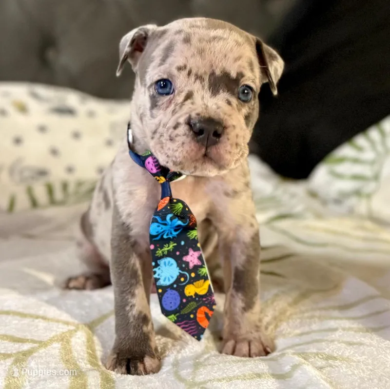 One  – American Bulldog puppy for sale in Hammonton, NJ