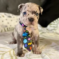 One , a male American Bulldog for sale in Hammonton, NJ – Photo 1 of 4