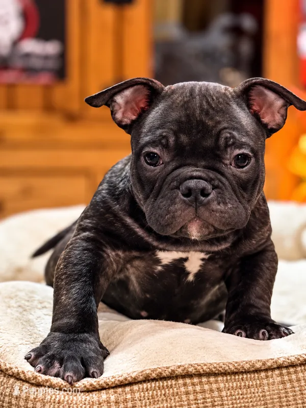 Alien – American Bully puppy for sale in Hammonton, NJ