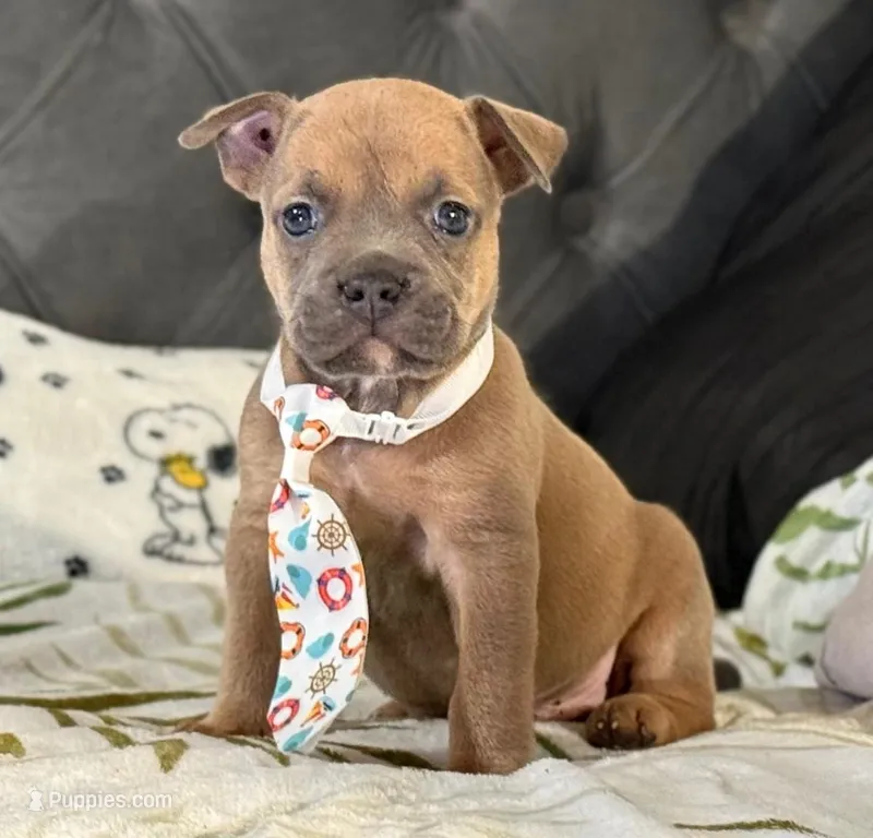Four – American Bulldog puppy for sale in Hammonton, NJ