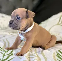Four, a male American Bulldog for sale in Hammonton, NJ – Photo 2 of 2