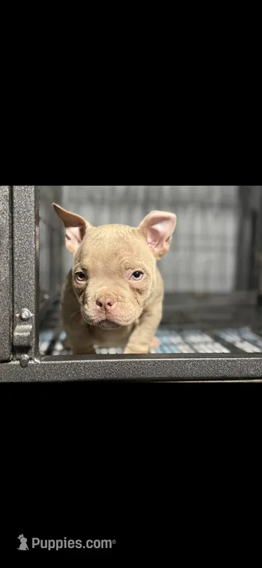 Laila  – American Bully puppy for sale in Hammonton, NJ