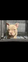 Laila , a female American Bully for sale in Hammonton, NJ – 1 of 2