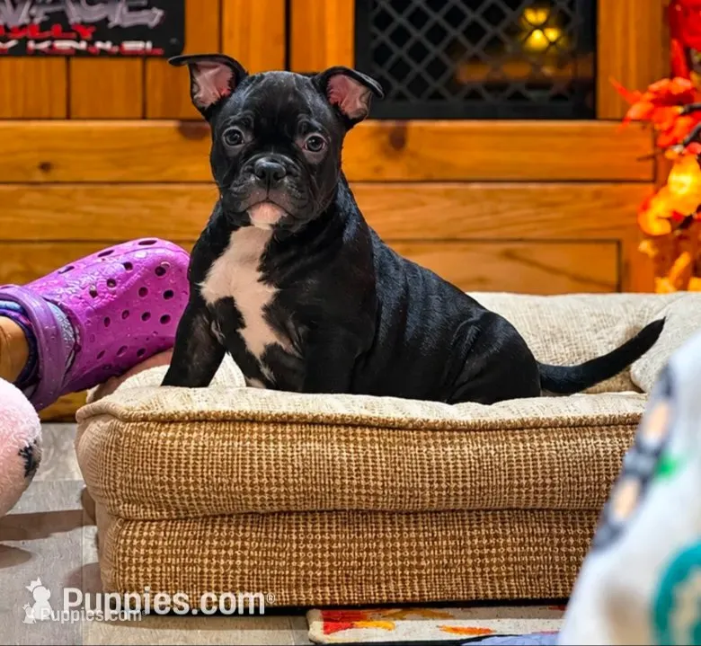 Diddy – American Bully puppy for sale in Hammonton, NJ