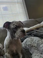 One , a male American Bulldog for sale in Hammonton, NJ – 5 of 9