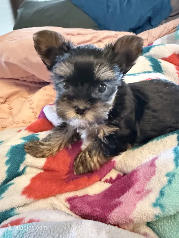 BANDIT – Yorkshire Terrier puppy for sale in North Port, FL