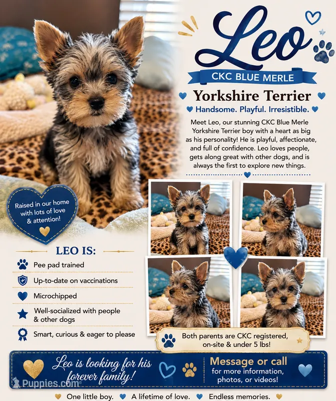 LEO – Yorkshire Terrier puppy for sale in North Port, FL