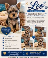 GIZMO, a male Yorkshire Terrier for sale in North Port, FL – 1 of 10