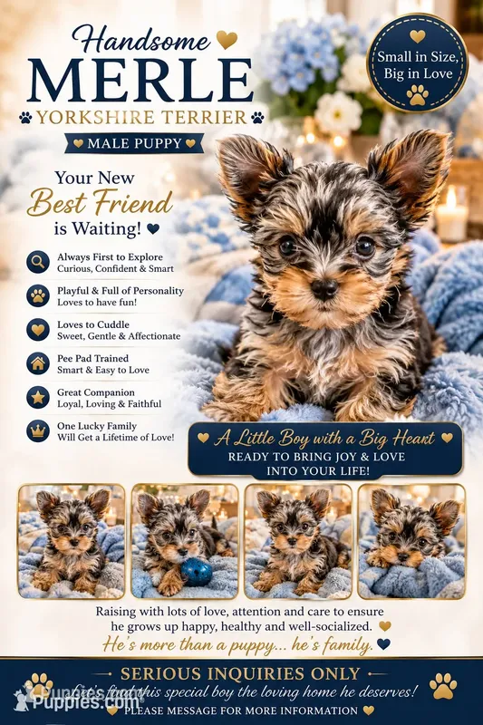 MARBLE – Yorkshire Terrier puppy for sale in North Port, FL